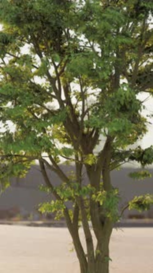 Small Tree With Green Leaves