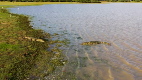 Crocodiles in Sri Lanka