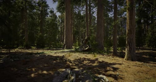 Vibrant Green Forest Adorned with Tall Trees Stretches Towards the Sky