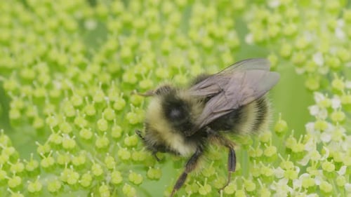 Bumblebee pollinates bright green flowers in a lush garden during sunny day