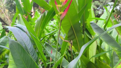 Fleurs tropicales vibrantes d'Heliconia dans le jardin