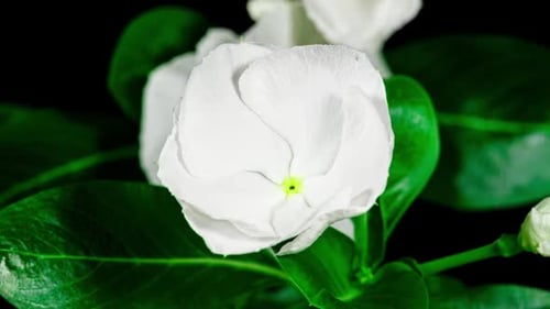 White Flower Catharanthus Blooming in Time Lapse on a Black Background. Growing Evergreen Houseplant