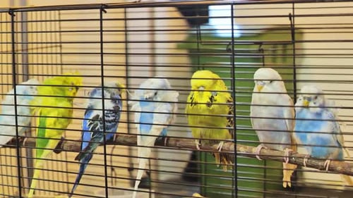Colorful budgies resting together in cage while one bird scratches feathers
