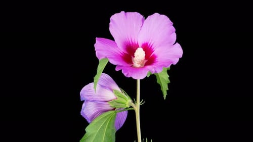 Wunderschöne rosa Hibiskusblüte öffnen