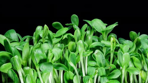 Close Up of Shiny Green Sprouts Growing