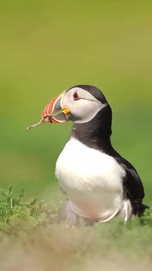 close up of a puffin biting a log