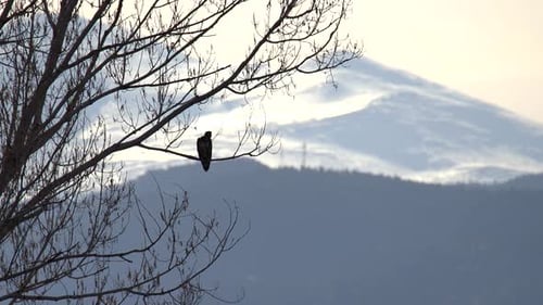 Eagle perching on a branch against a background of mountains
