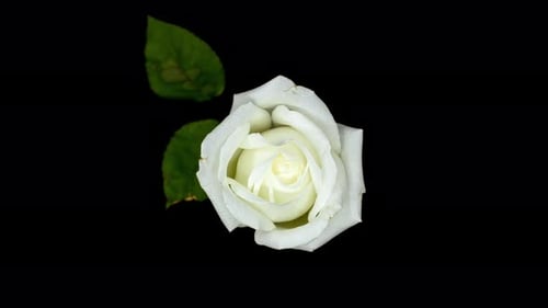 Beautiful White Rose in Time Lapse Bloom