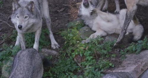 Gray Wolves Interacting in Natural Habitat