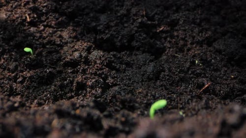 TimeLapse Exploration of Plant Evolution and Growth