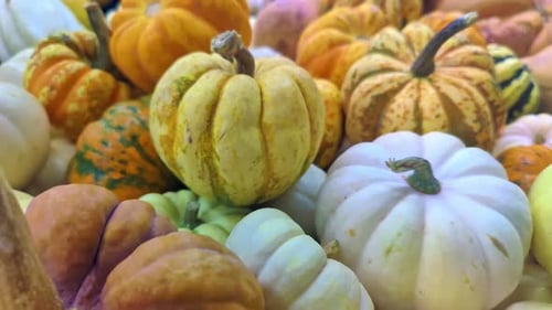 Collection of Pumpkins and Gourds for Fall Festivities