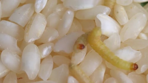 Indianmeal Moth Larvae Infest Rice Grains. - close up shot