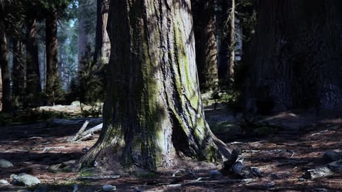 A Majestic Tree Standing Tall in the Heart of a Dense Forest