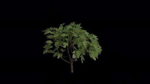 Animated Realistic Fig Tree Swaying in Wind