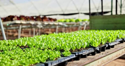 Greenhouse Rows of Vibrant Lettuce Plants Growing