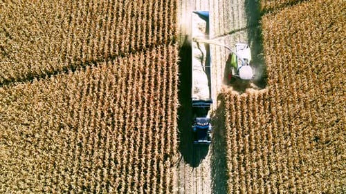 un Zumbido aéreo disparó sobre vehículos agrícolas que recolectaban maíz durante la temporada de cosecha. Obras agrícolas y culto