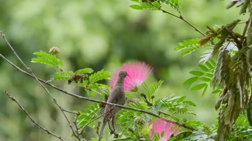 Small Brown Bird Feeding on a Pink Fluffy Flower