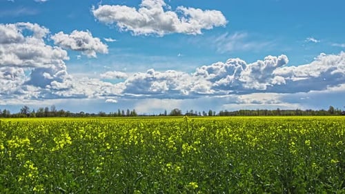 Timelapse shot of yellow canola field on a cloudy day. Rapeseed field on a bright sunny day with whi
