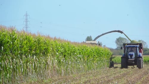 Combine harvests a field of corn by throwing it into a next tractor trailer on a sunny summer mornin
