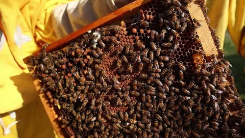Closeup of beekeepers holding manmade honeycomb filled with honey bees