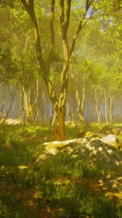 Dark Forest with Fog in Background