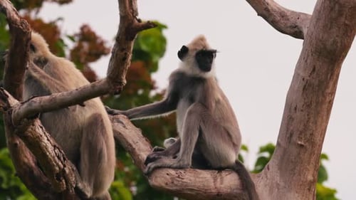 Group of Gray Langurs Lat Semnopithecus Priam Sit on a Tree Branch in Sri Lanka Showing Peaceful