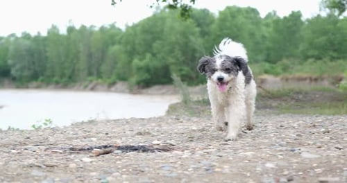 Happy dog running through a meadow