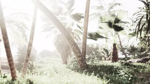 Light and Shadows Between the Large Trunks of Palm Trees