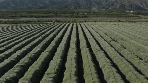 Aerial rise and pull back of a vast netted orange tree grove on a summer day. Protected orchard, vib