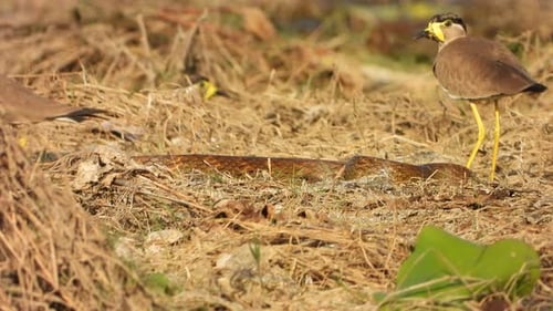 Snake and Birds in Natural Environment