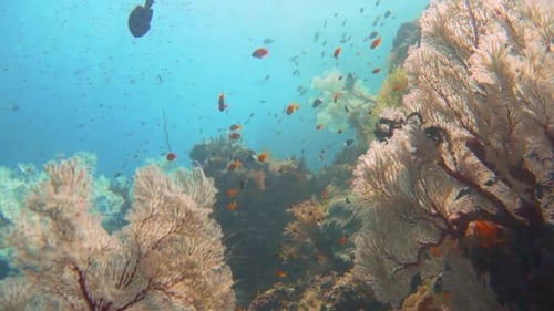Un arrecife de coral sano con corales blandos en Indonesia, Raja Ampat.