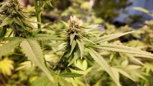 Hojas de marihuana.