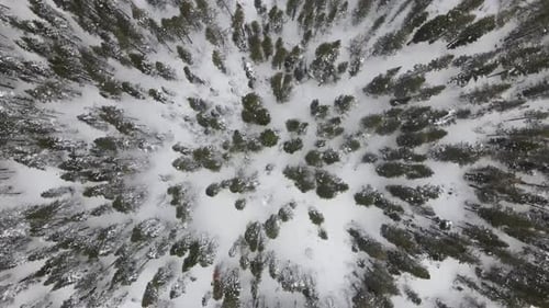 4K Topdown Fast Drone Shot of Trees in Snow