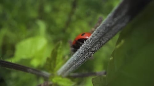 Ladybug Drops From the Branch of the Plant