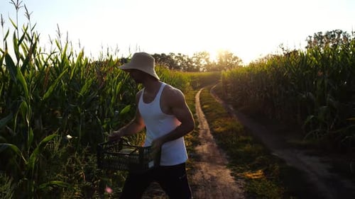 Male Farmer with Plastic Harvest Box Explores Green Corn Stems While Going at Field Young Handsome