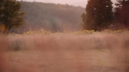 Sunlit Meadow with Misty Trees in Warm Evening Light