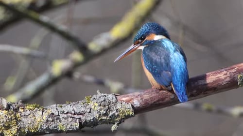 A Common Kingfisher (alcedo atthis) in the Reed, Germany