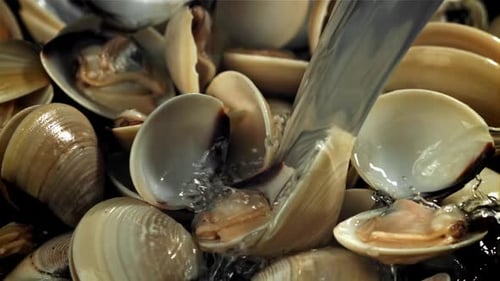A Stream of Water Pours Onto Fresh Vongole Filmed on a Highspeed Camera at 1000 Fps