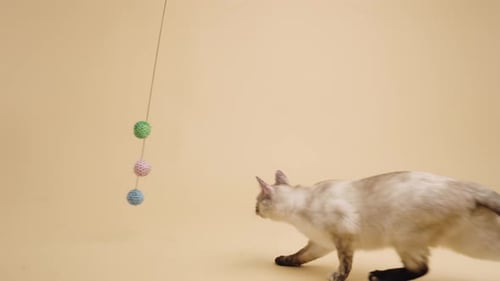 Playful Siamese Cat Hunting a Colorful Toy