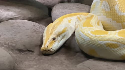 Python birman albinos enroulé sur une surface rocheuse. Photo animalière en gros plan d'un serpent non venimeux