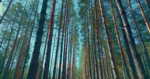 travel in beautiful pine forest in weekend, ecotourism in nature, walk between spruces