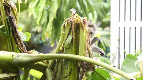 Singe à longue queue se nourrissant d'un bananier, crie et mange des feuilles