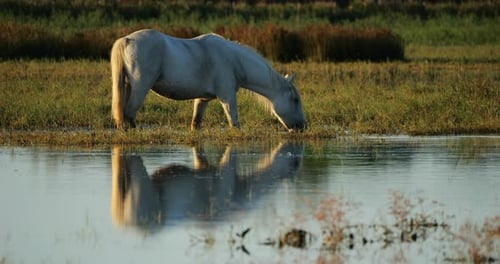 Cavalos brancos de Camargue, Camargue, França