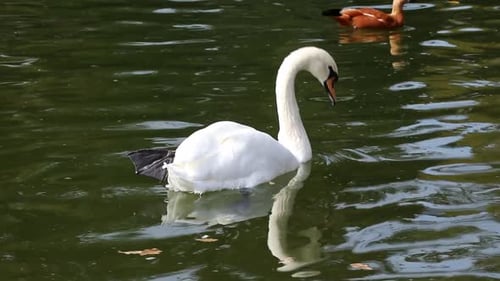 Majestic White Swan Swimming in a Pond