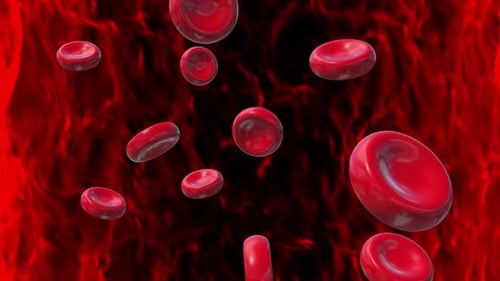 Animated Red Blood Cells Flowing in Blood Vessel