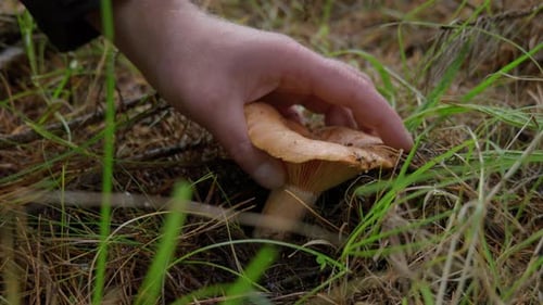 A hand reaches down to pick a bright orange mushroom growing in a forest. The mushroom has a funnel