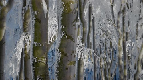 green and brown tree trunks and branches in a dense forest covered in fresh snow on a sunny day