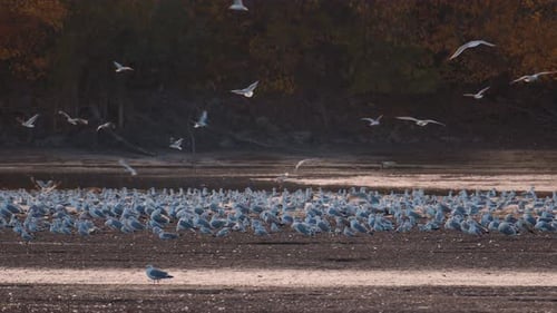 Many river gulls hunt fish in lakes, rivers, and canals. Seagulls fly over the water.