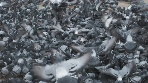 Multitud de palomas en la plaza de la ciudad