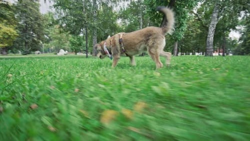 Dog Walking through Green Lawn and Sniffing Grass in Park